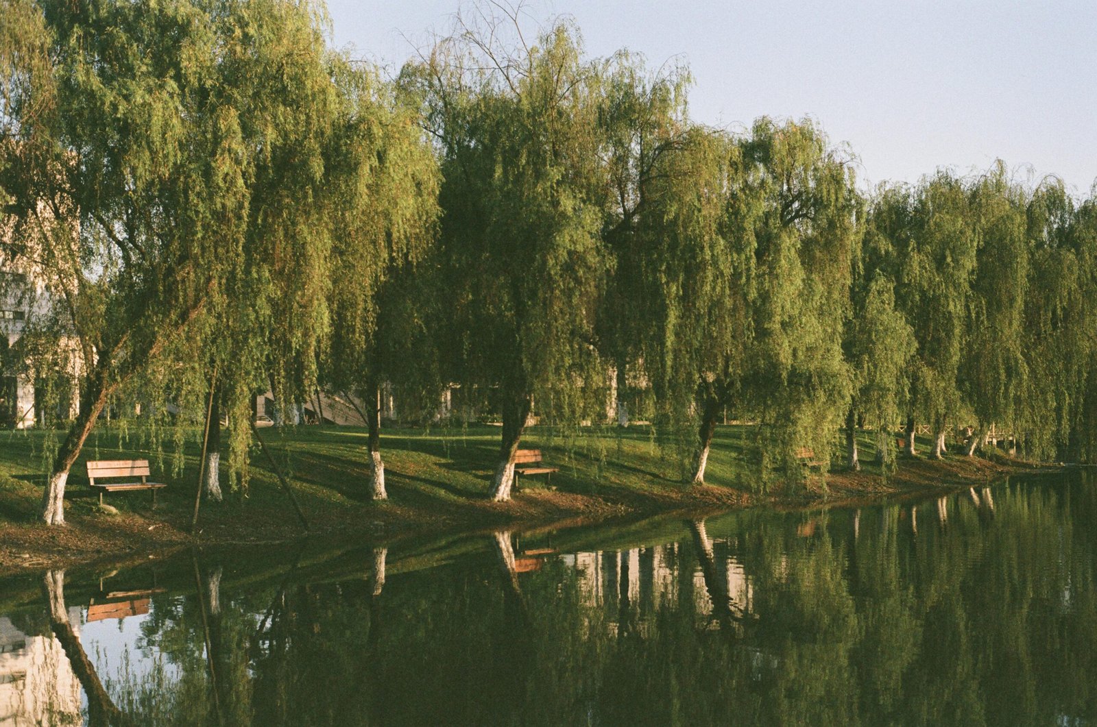 Peaceful park setting with benches and trees lining a reflective pond in daylight.
